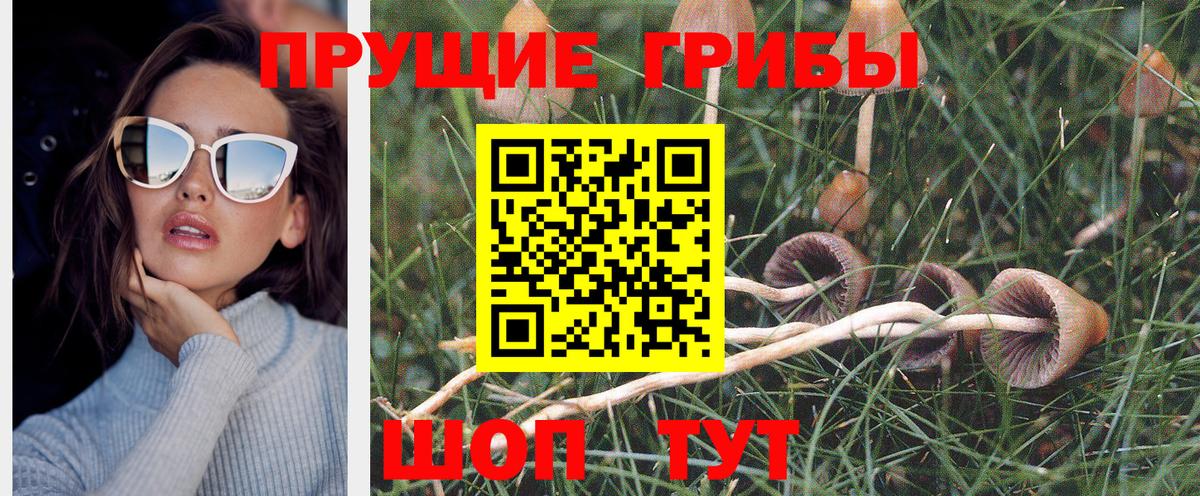 Жуковский  Галлюциногенные грибы Psilocybe  Вход с VPN 